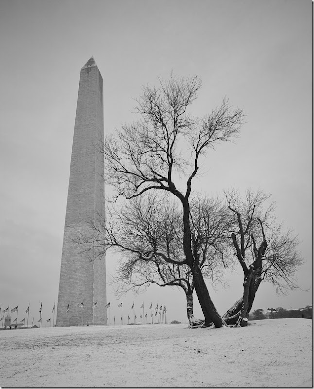 Washington Monument and Barren Tree