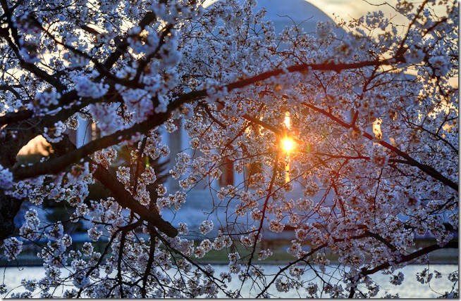 Washington Cherry Blossoms at Sunrise-1