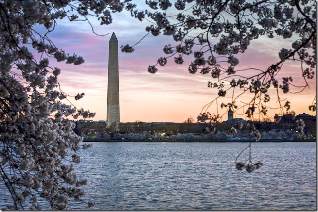Washington Cherry Blossoms at Sunrise