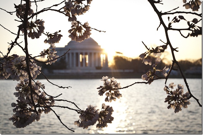 Cherry Blossoms with Sunrise through the Jefferson Memorial-3