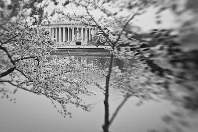 Cherry Blossoms and Jefferson - Lensbaby