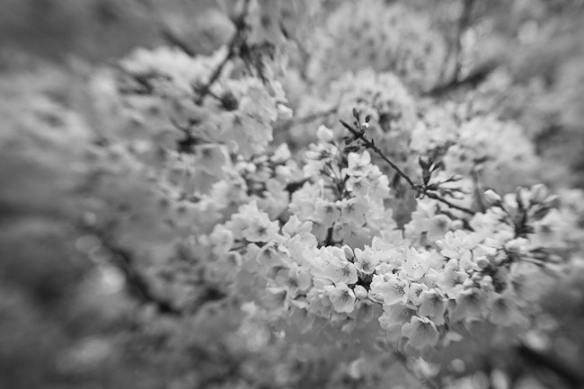 Cherry Blossoms - Lensbaby