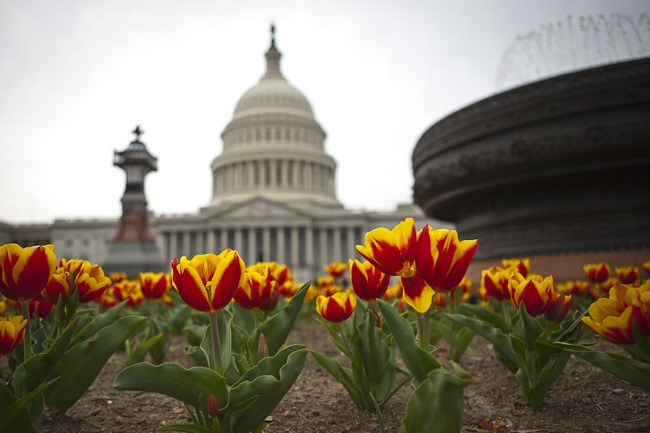 [Spring Flowers at the U.S. Capitol Building-1[4].jpg]