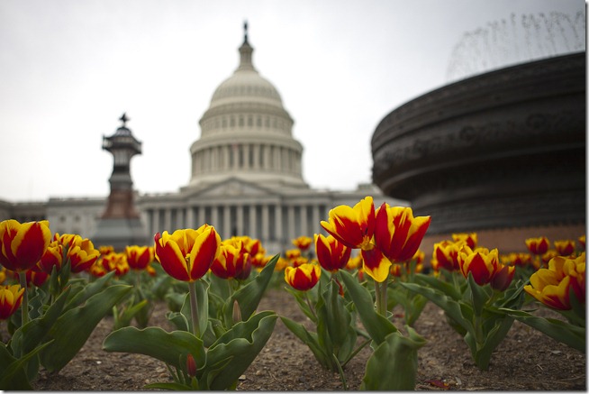 Spring Flowers at the U.S. Capitol Building-1