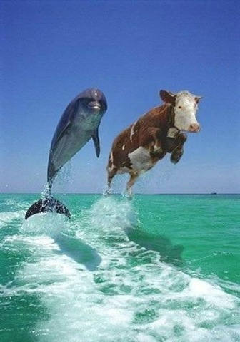 [dolphin cow jump[4].jpg]