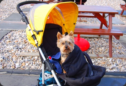 It was cold, so Caroline put Muffin in the buggy and covered him up! Just while we all had breakfast.
