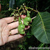 Cashew declines on subdued demand