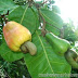 Early cashew harvest in Mozambique leads to loss of US$3 million