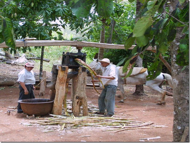 Typical-sugar-cane-press