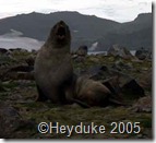 257 fur seal barking