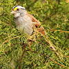 White-throated sparrow