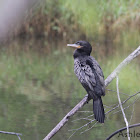 Neotropic Cormorant