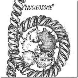 nucleosome-jk