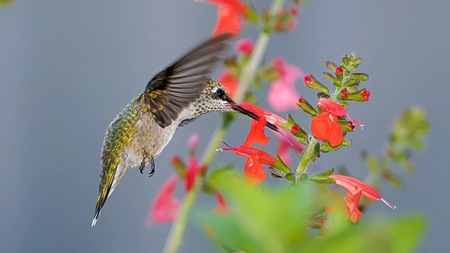 [colibri[4].jpg]