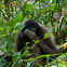 Gibbon