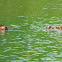 Common pochard (mother and ducklings)