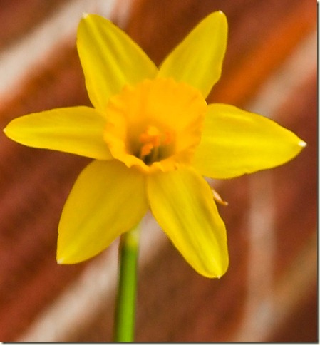 daffodils-1-2