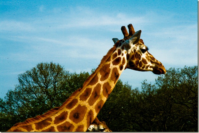 giraffe-1-2