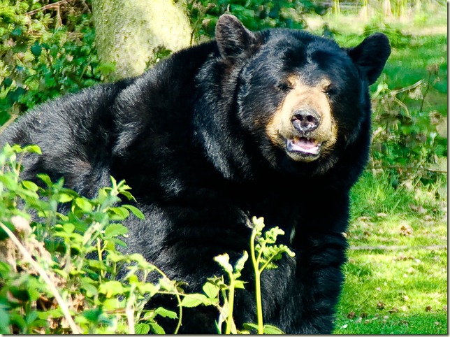 black bear in greenary-1-2