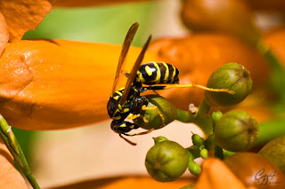 Yellow-jacket wasp on a flower