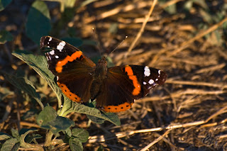 The Red Admiral (Vanessa Atalanta) butterfly
