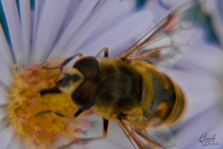 Drone Fly (Eristalis tenax) close-up