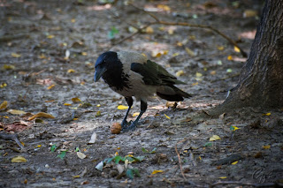 Hooded Crow (or Hoodiecrow - Corvus cornix)