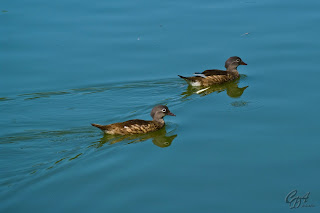 Mandarin Ducks (Aix galericulata - hens) on the lake