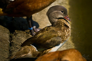 Mandarin Duck (Aix galericulata - hen)