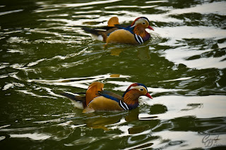 Mandarin Ducks (Aix galericulata - drakes) on the lake