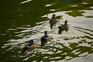 Wood Ducks or Carolina Ducks (Aix  Sponsa)