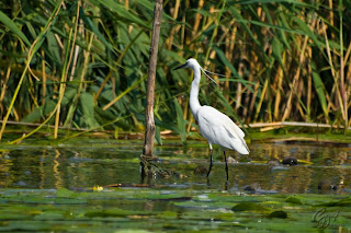 Little Egret (Egretta garzetta) in the Delta Of Danube Natural Reservation