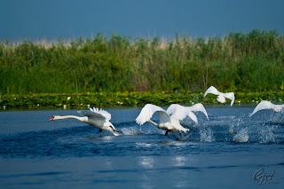 Mute Swans (Cygnus olor) taking off