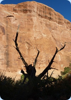 Arches NP Dead Tree 1