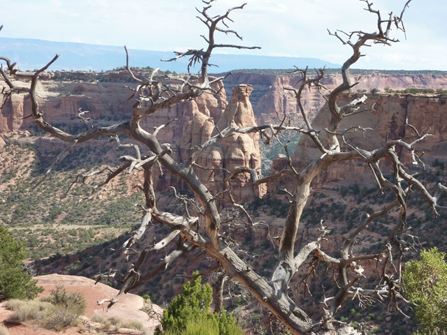 [Colorado Nat'l Monument Dead Tree View.jpg]