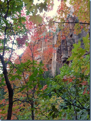 Zion Nat'l Park Fall Colors