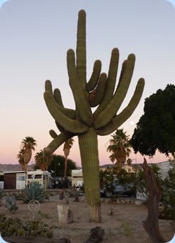 Yuma Caravan Oasis RV Resort Cactus