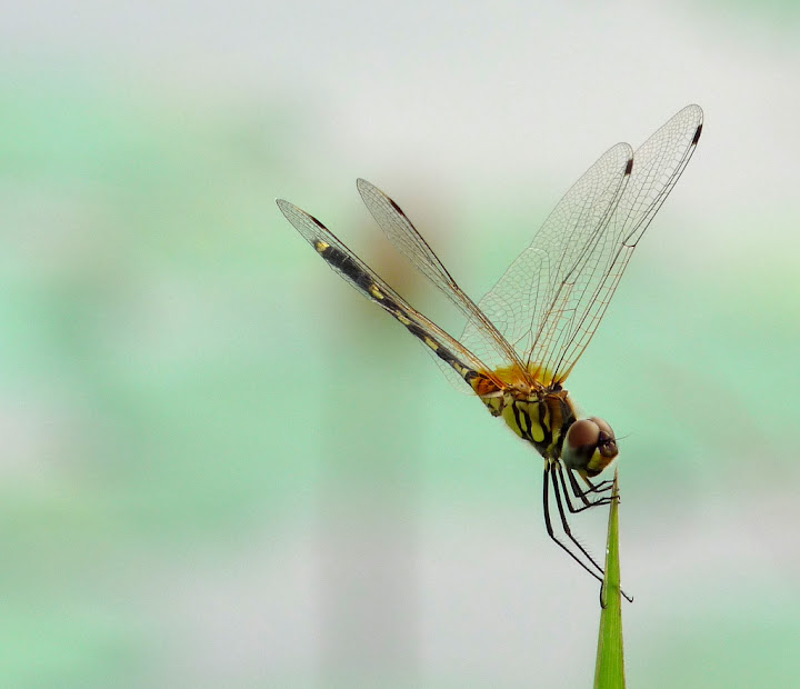 Striped Dragonfly in Acrobatics