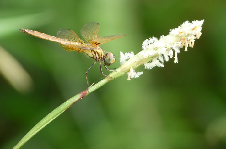 Bronze Dragonfly in Bloom 1