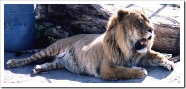 liger lion tiger