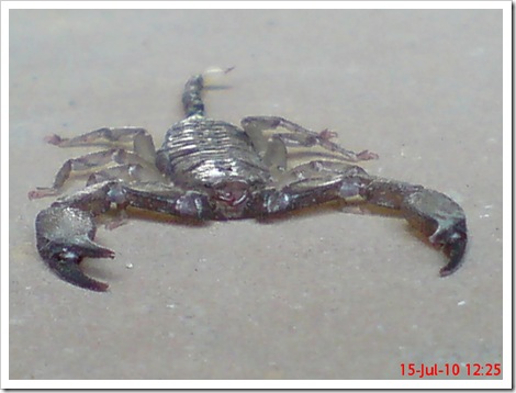 Flat-bodied scorpion 6