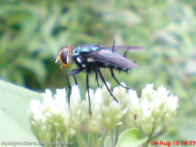 [flower fly-lalat bunga 04[10].jpg]