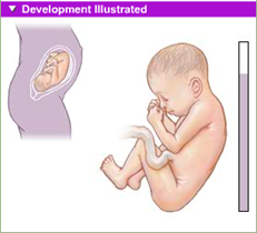 fetal development 8th month