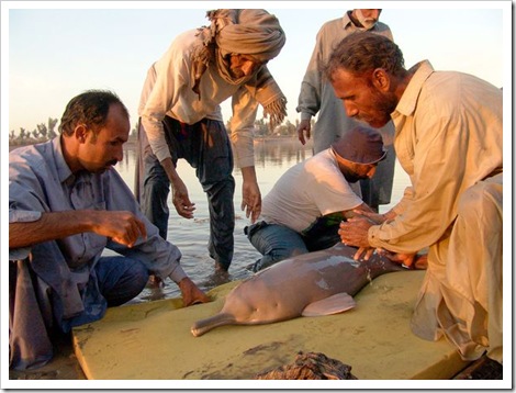 freshwater-dolphins-threatened-indus-river