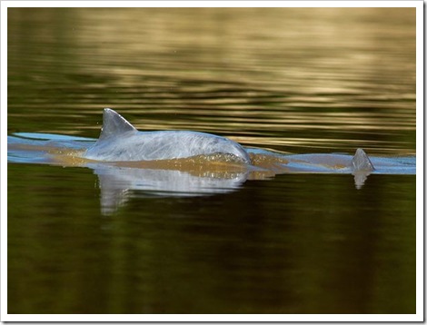 freshwater-dolphins-threatened-tucuxi