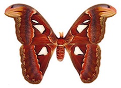 ngengat Atlas_moth_female