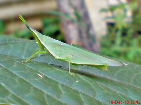 belalang hijau Atractomorpha crenulata vegetable grasshopper DSC03986