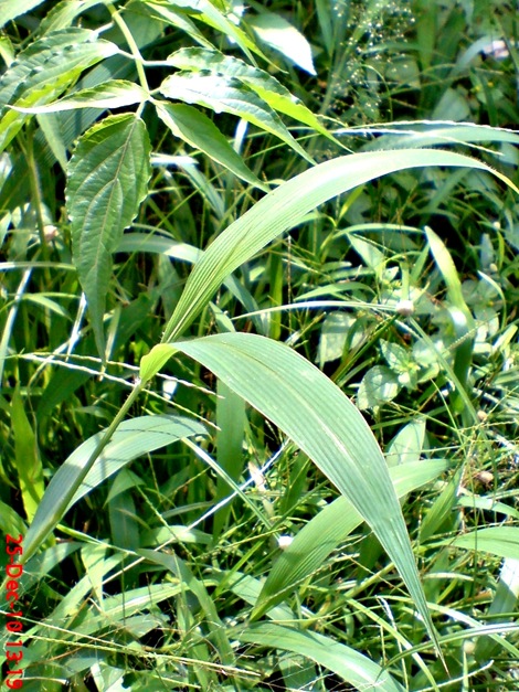 rumput bambuan 3