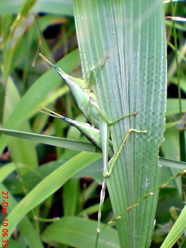 belalang hijau kawin di rumput bambuan 1