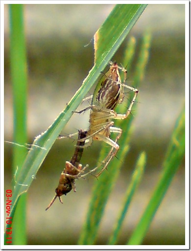 lynx spider menangkap anak belalang coklat 3